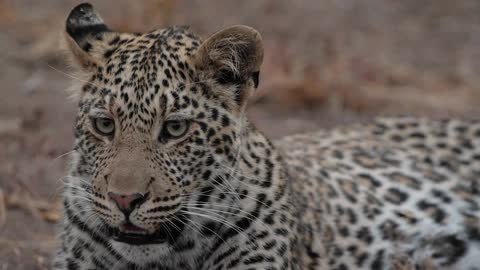 An alert leopard resting on the ground