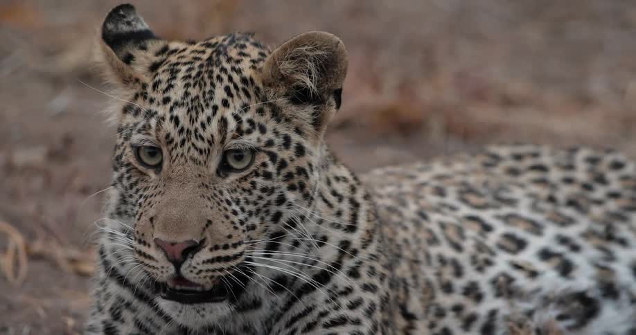 An alert leopard resting on the ground