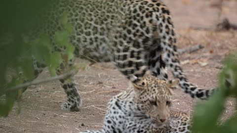Playful leopard cubs