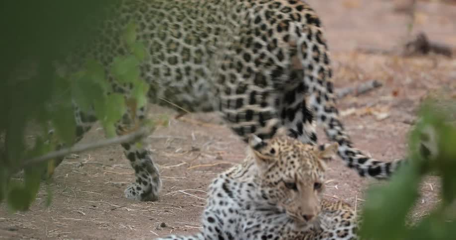 Playful leopard cubs