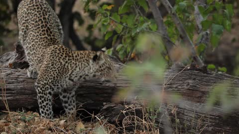 A small leopard cub