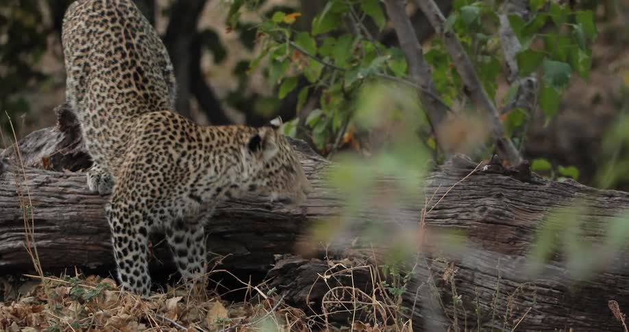 A small leopard cub