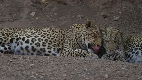 Two leopards cuddling against each other on a dirt filled terrain