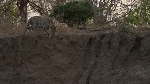 A leopard gets up and jumps down the edge it was laying on