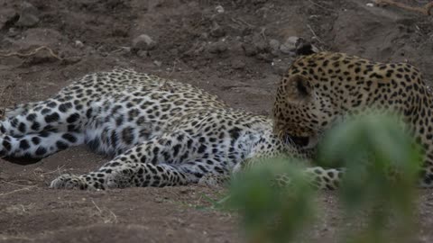 A jaguar licking a female one as it lies down