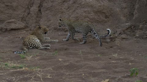 A leopard pounces through the dirt