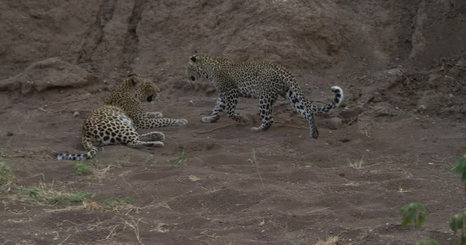 A leopard pounces through the dirt