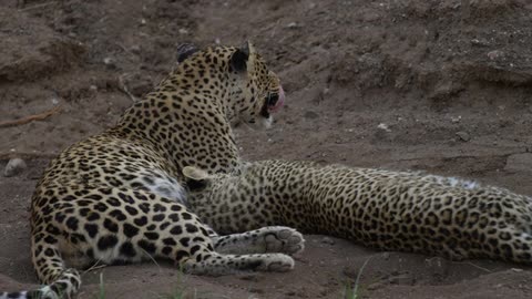 A pair of playful cubs