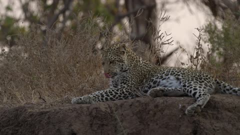 A leopard lies down on a rock