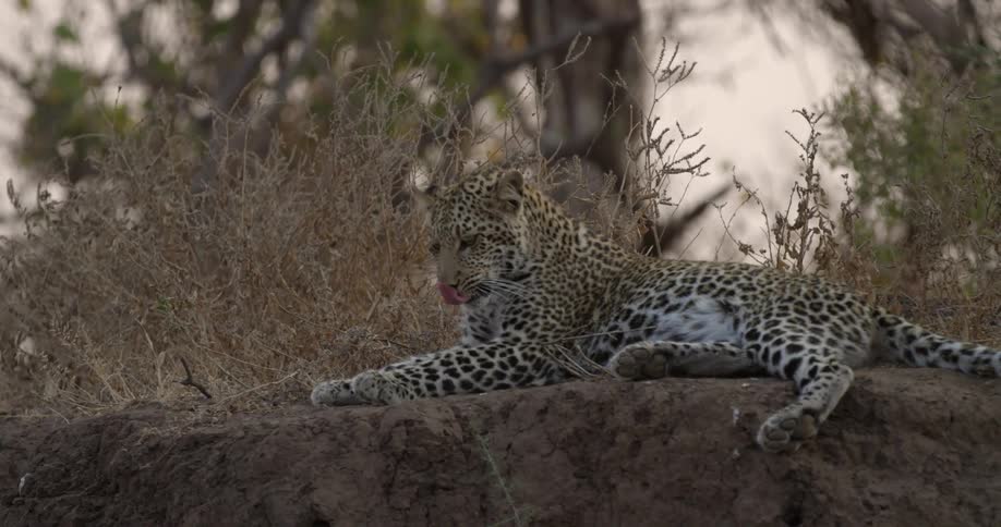 A leopard lies down on a rock