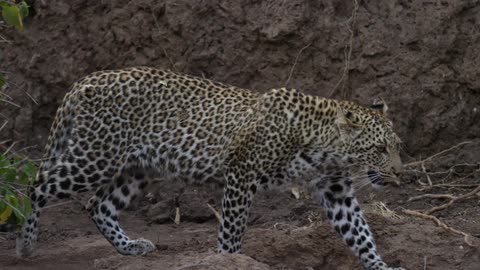 A leopard walks through its habitat