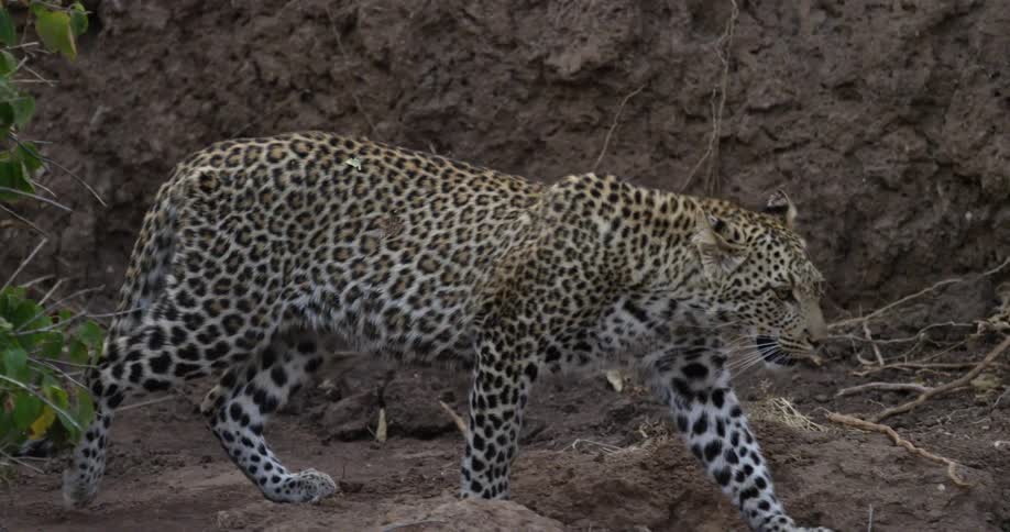 A leopard walks through its habitat