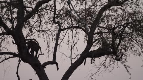 Large cat in a tree