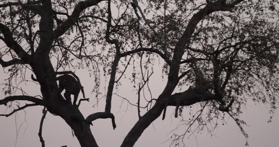 Large cat in a tree