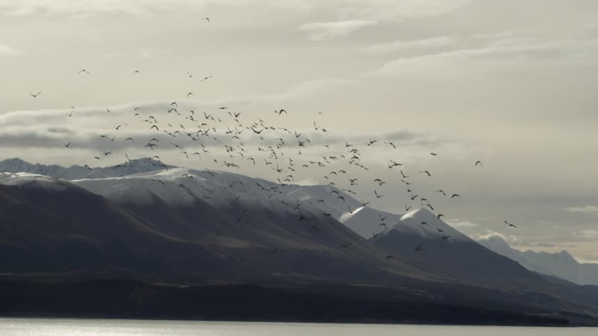 Birds fly over snow covered mountains
