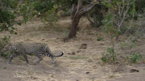 A leopard in a jungle rises from resting and runs away