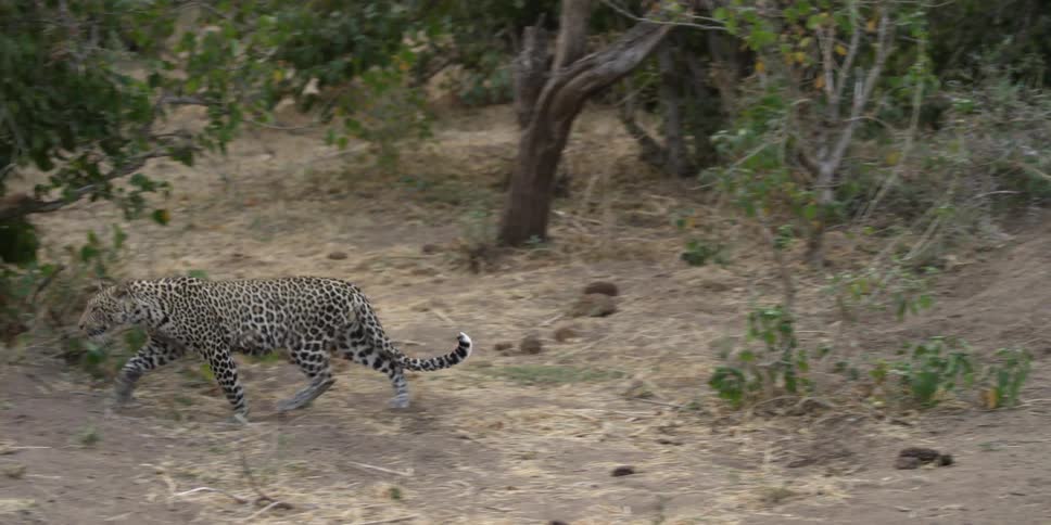 A leopard in a jungle rises from resting and runs away