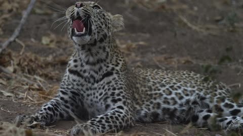 Leopard Yawning