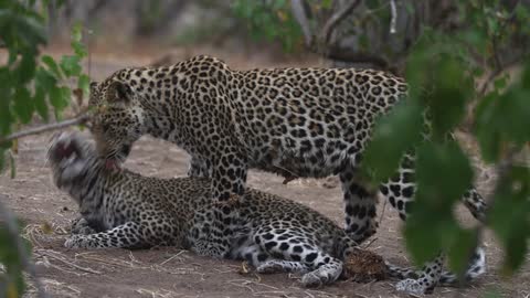 Leopards playing with each other, seemingly aggressive in style