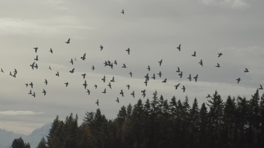 Birds fly on an overcast day