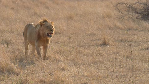 A lion watches the terrain that is in front of it