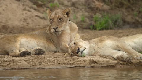 Lionesses lie down by the stream