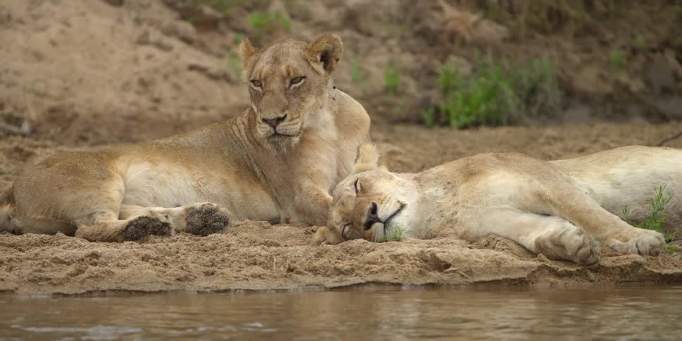 Lionesses lie down by the stream