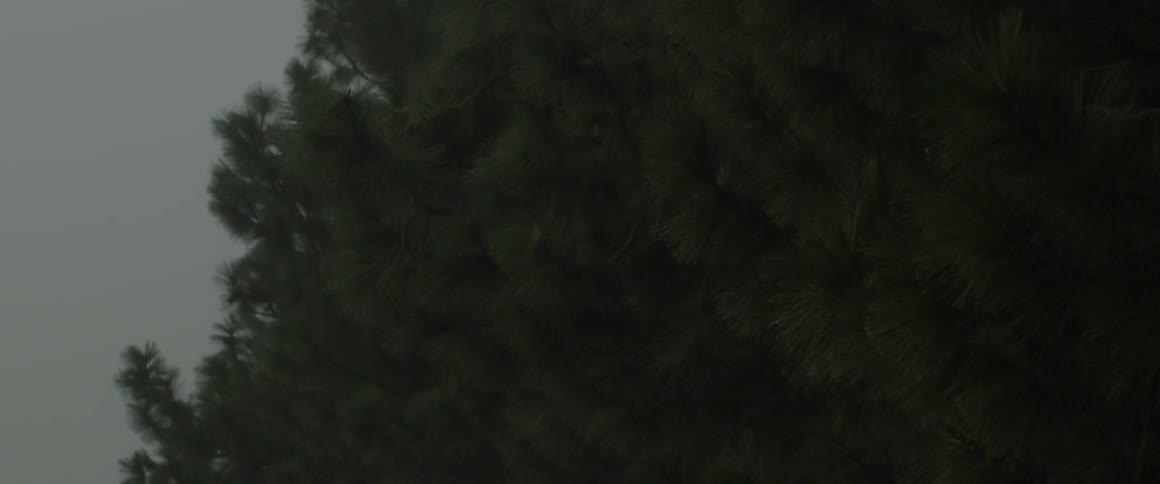 Brushing by conifer trees