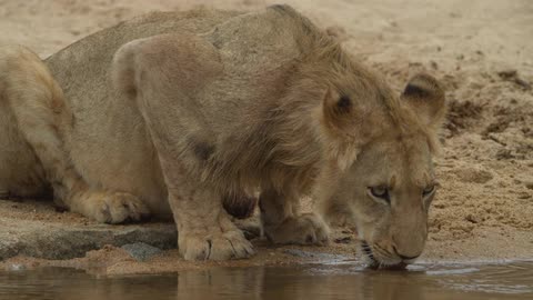 A lion drinks water from a creek