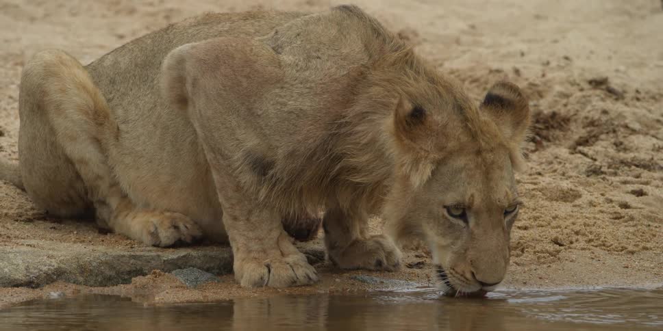 A lion drinks water from a creek