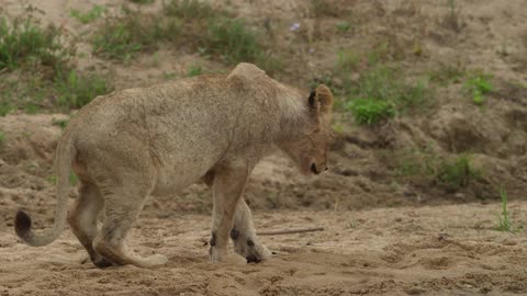 Lioness lying down on a dirt field