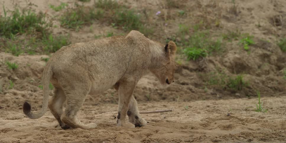 Lioness lying down on a dirt field
