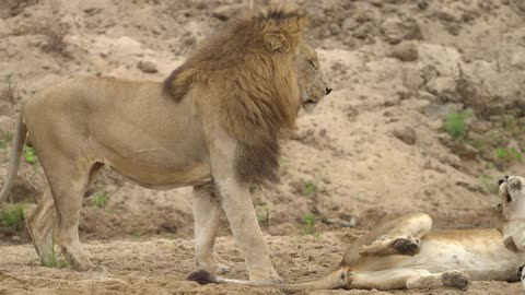 A male lion approaches a female lion that is lying on the ground