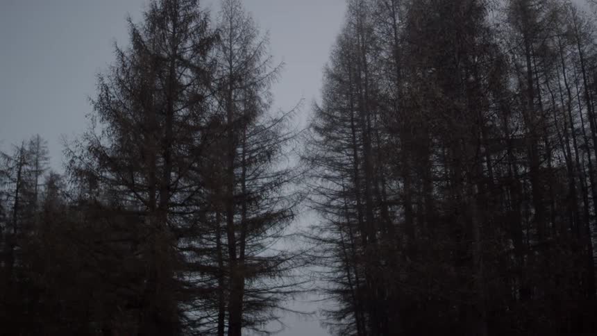 Trees on an overcast day