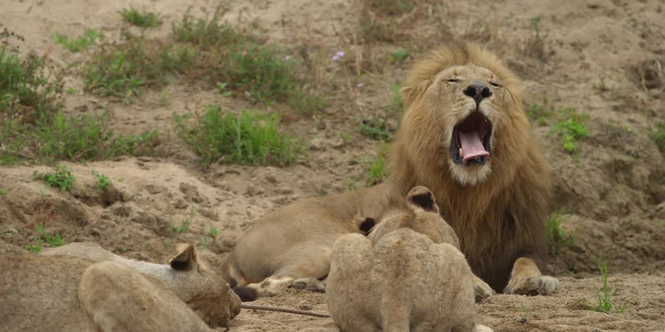 Lion yawning while relaxing with lionesses