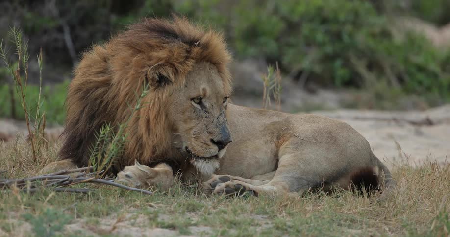A lion sitting in the grass