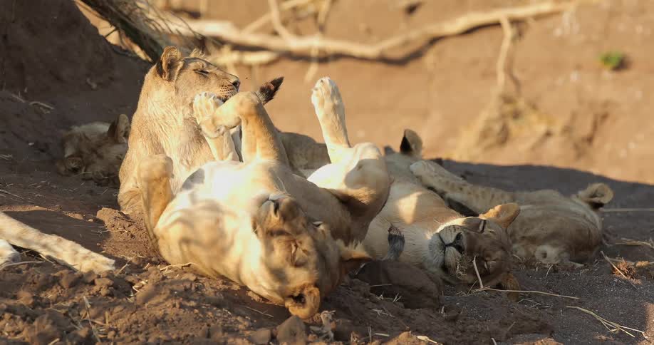 A pair of playful cubs