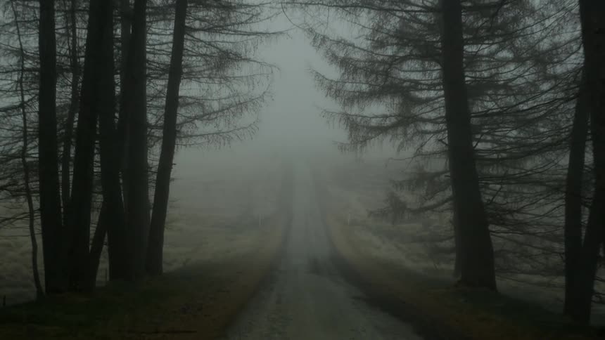 Trees line a foggy road