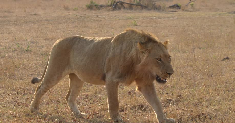 A lion walks across a savannah