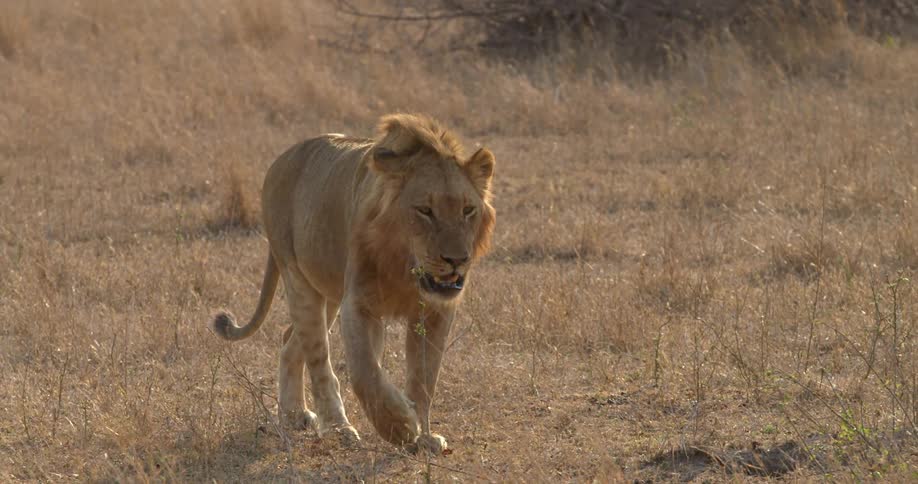 A lion walks across a savannah