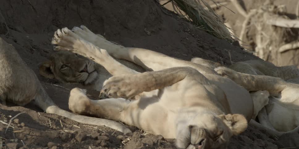 Several lionesses lying together in a shady area