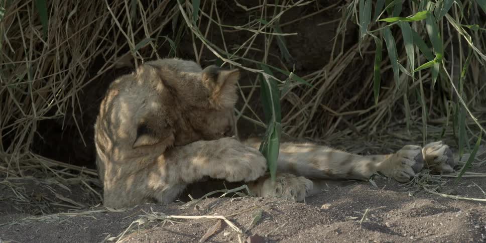 A lion lies in exhaustion about to sleep