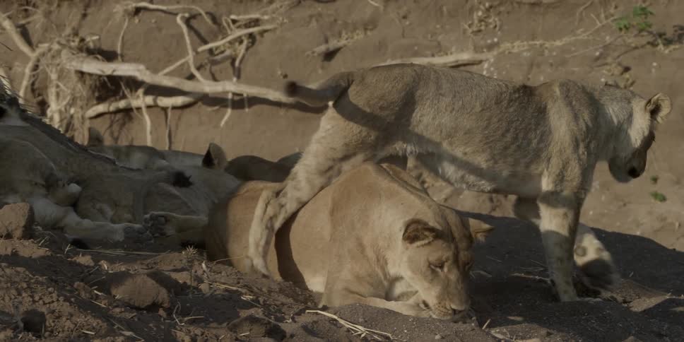 A lion stepping over another during the day