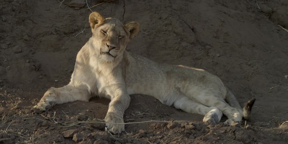 A lioness twitches its ears