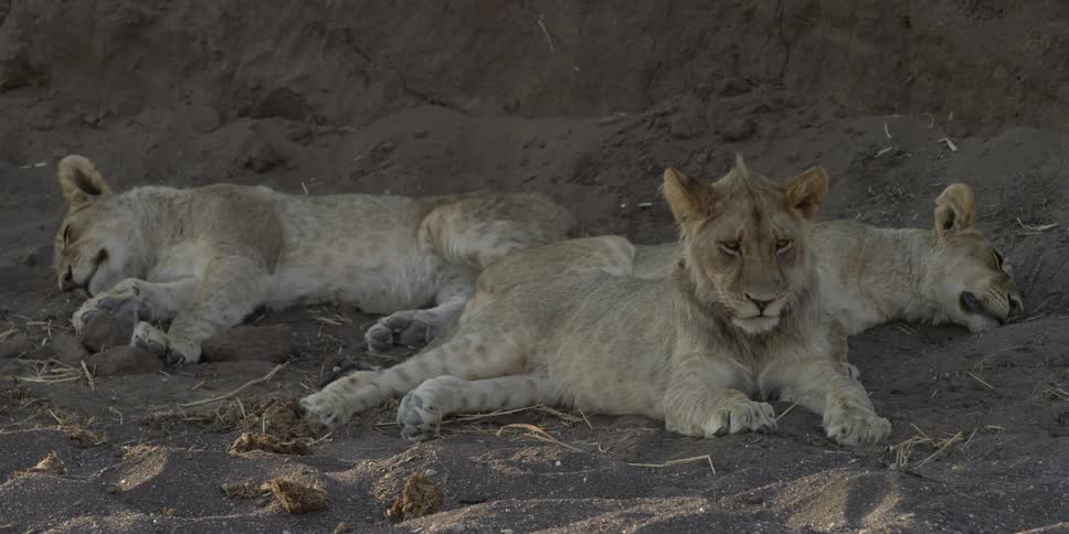 Lion cubs lay together on the ground