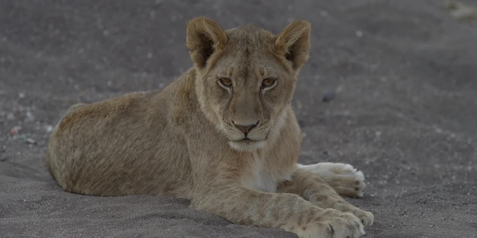 Lioness relaxing on a soft dirt field