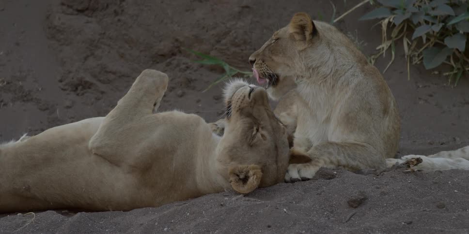 Two female lions resting on the ground