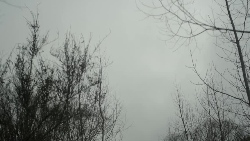 Bare trees loom against a gray sky