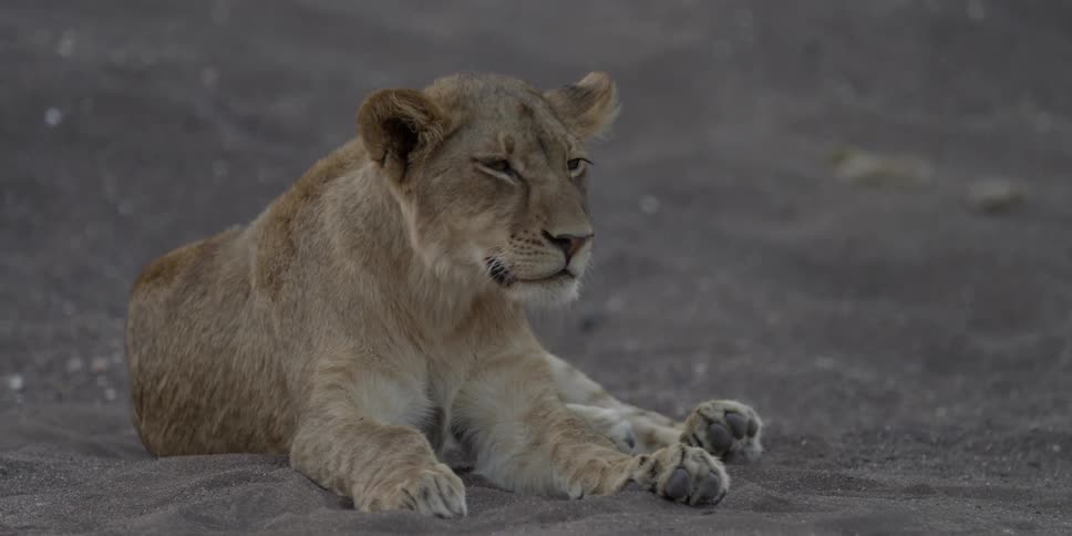 A female lioness stretching and lying down