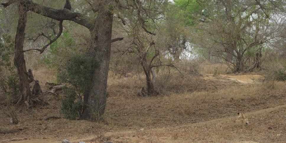 Deep in the wild, two monkey looking creatures are next to a tree